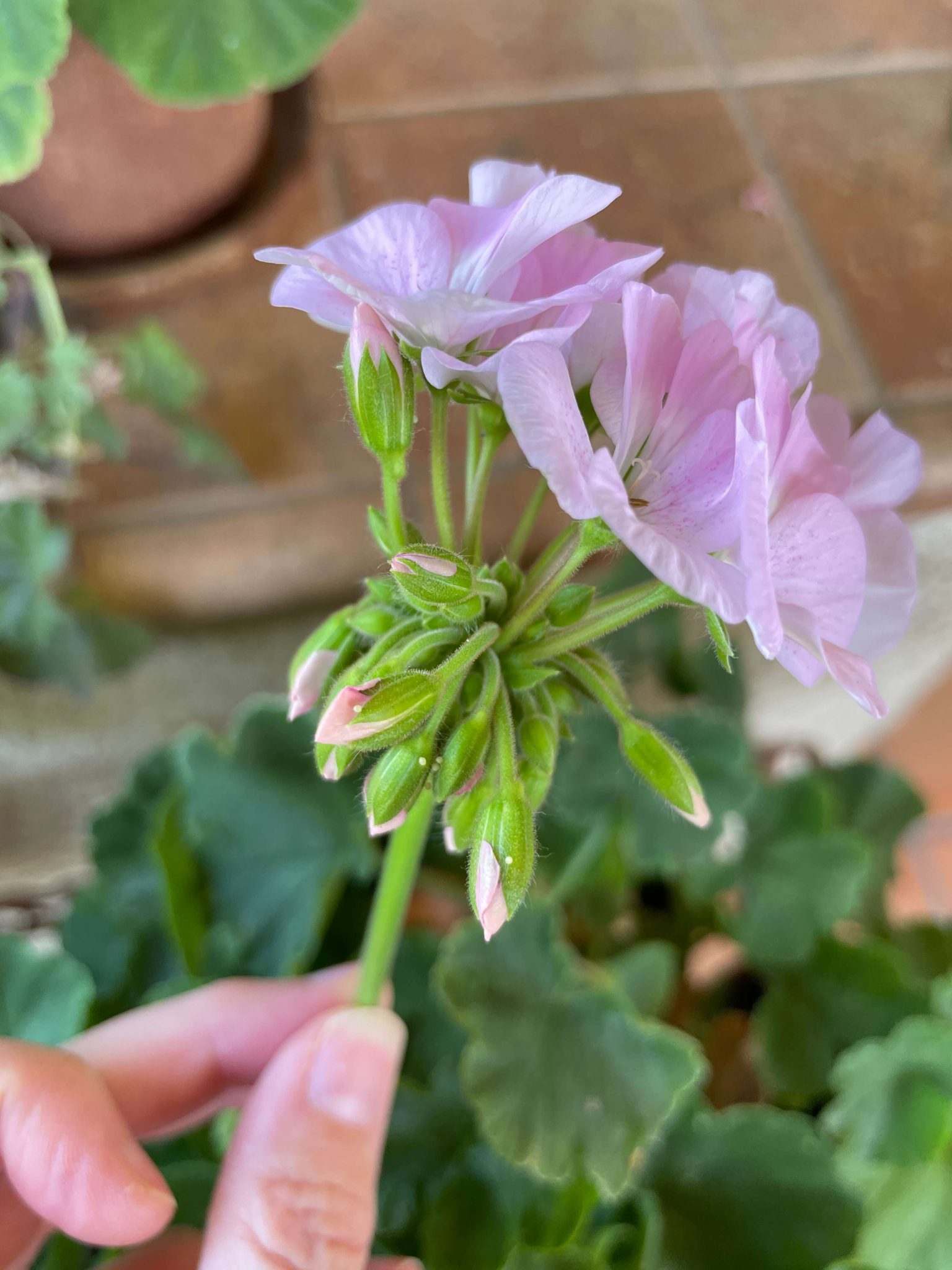 How to Easily Grow Beautiful Zonal Geraniums from Seed