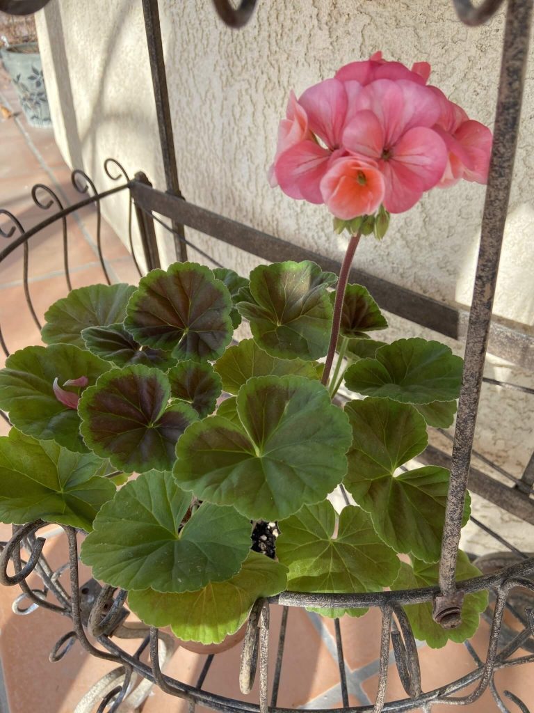 coral geranium grown from seed