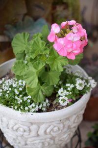 pretty pink geranium