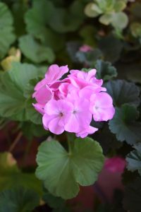 pink geranium