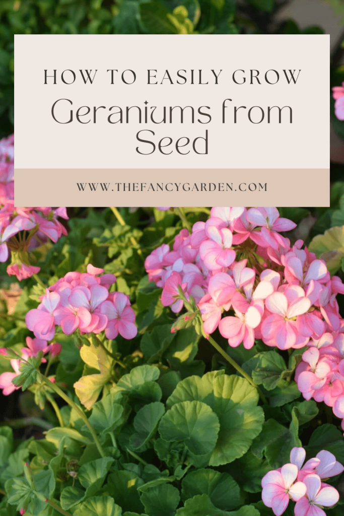 grow beautiful geraniums from seed