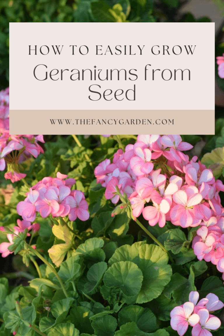 How to Easily Grow Beautiful Zonal Geraniums from Seed